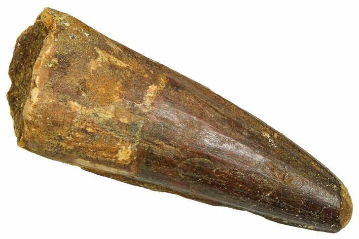 Fossil Spinosaurus Tooth - Feeding Worn Tooth #370700